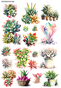 SUCULENTAS001
