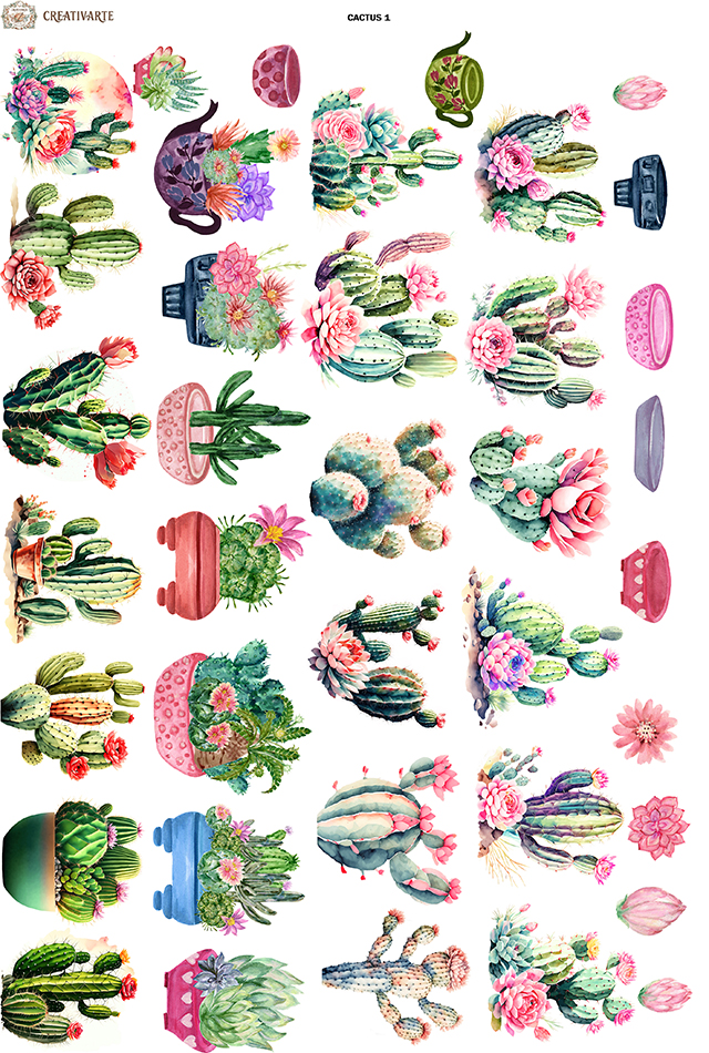 CACTUS001