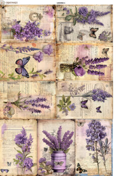 LAVANDA001